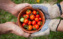 hands holding tomatoes